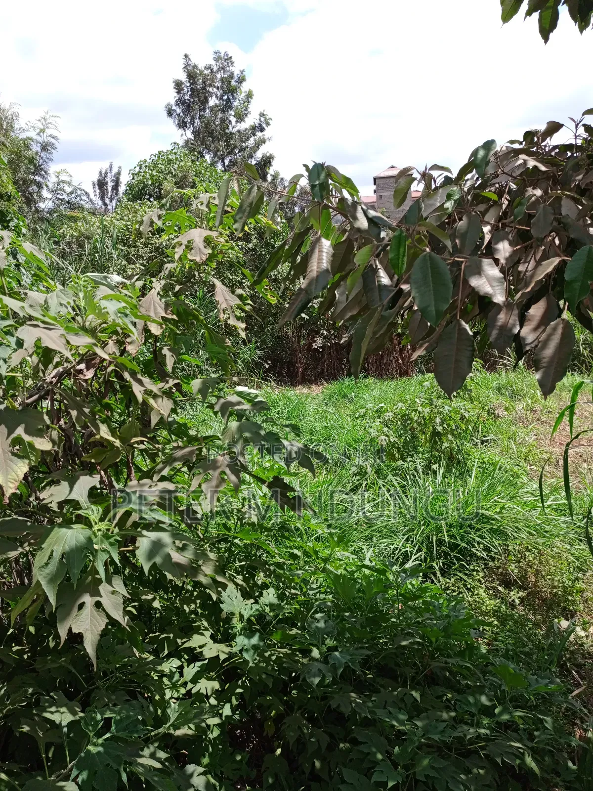 Kiamumbi Pime 100*100, Title in Kiambu / Kiambu