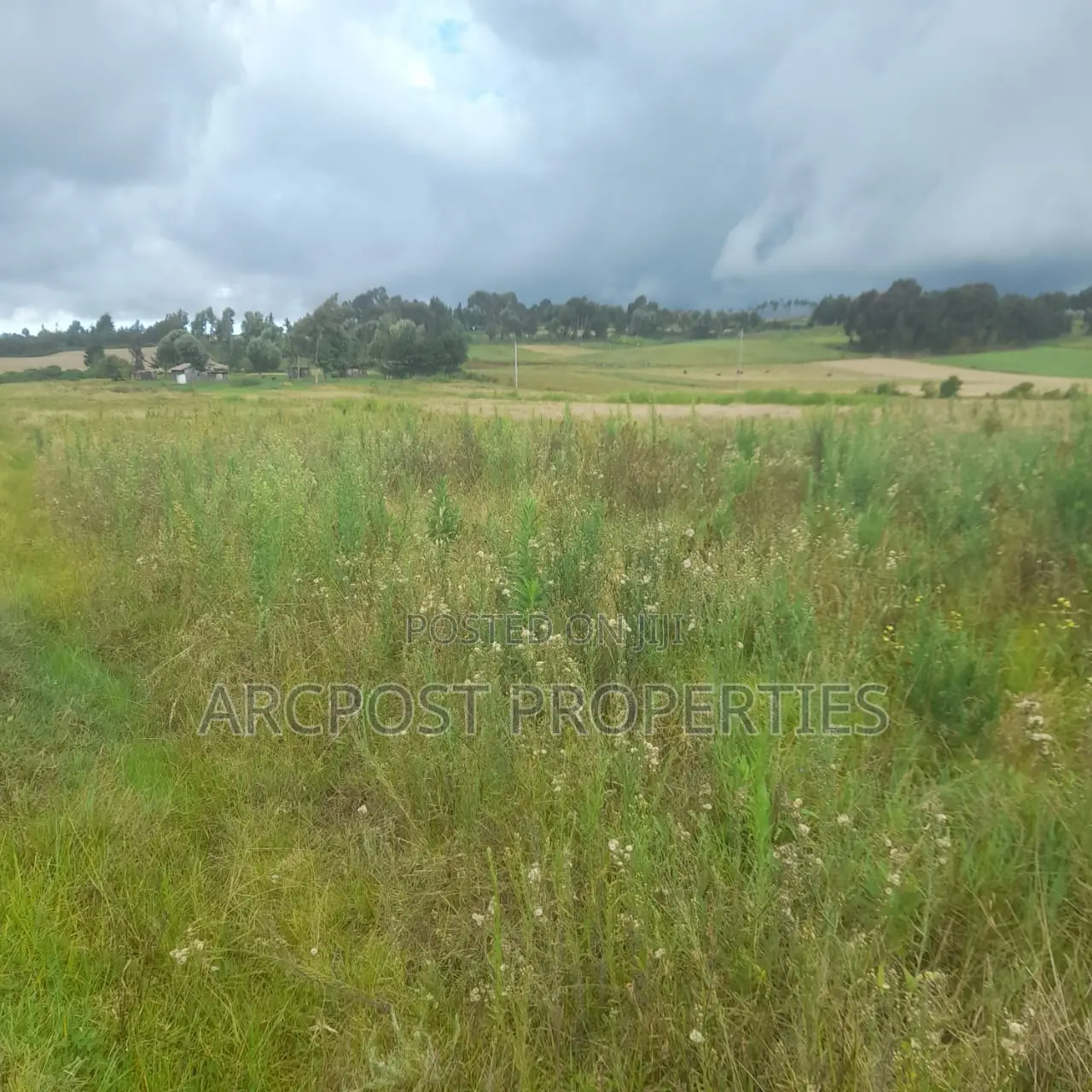 12 Acres for Sale in Ex-Lewa With View of Mount Kenya in Timau