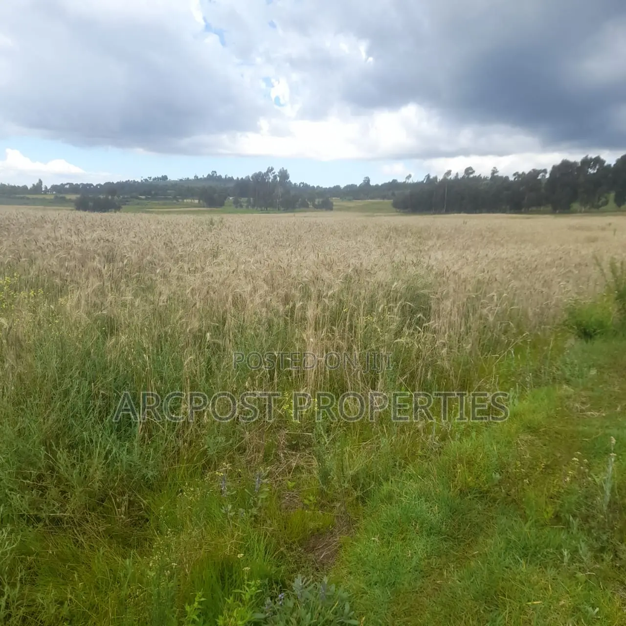 12 Acres for Sale in Ex-Lewa With View of Mount Kenya in Timau