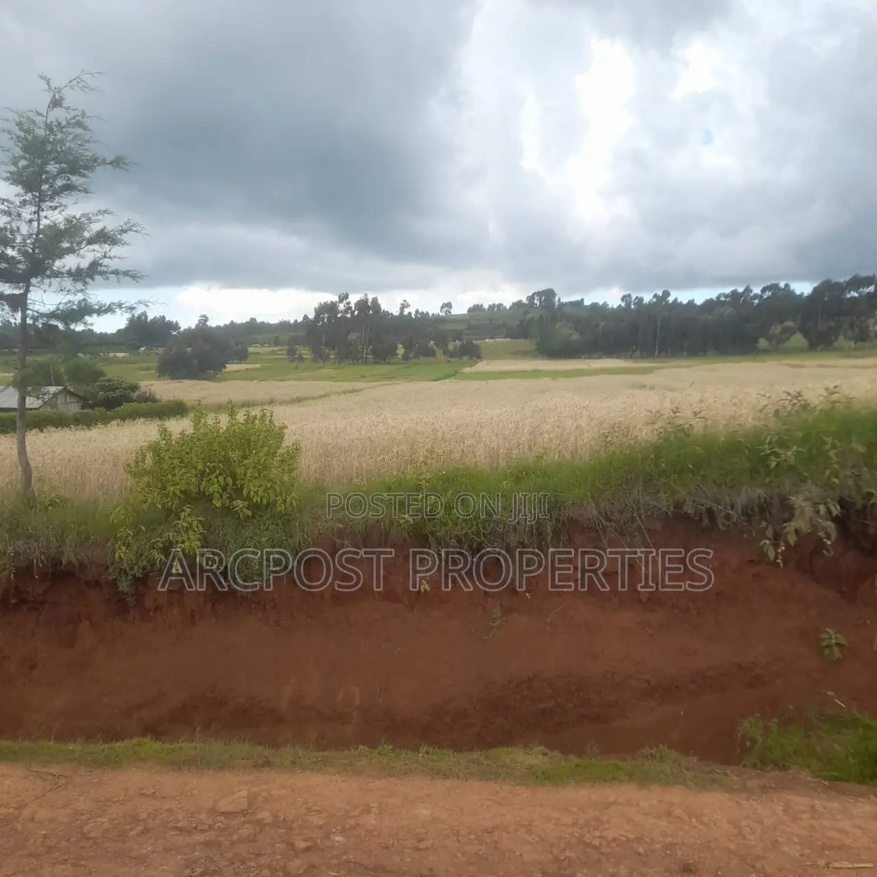 12 Acres for Sale in Ex-Lewa With View of Mount Kenya in Timau