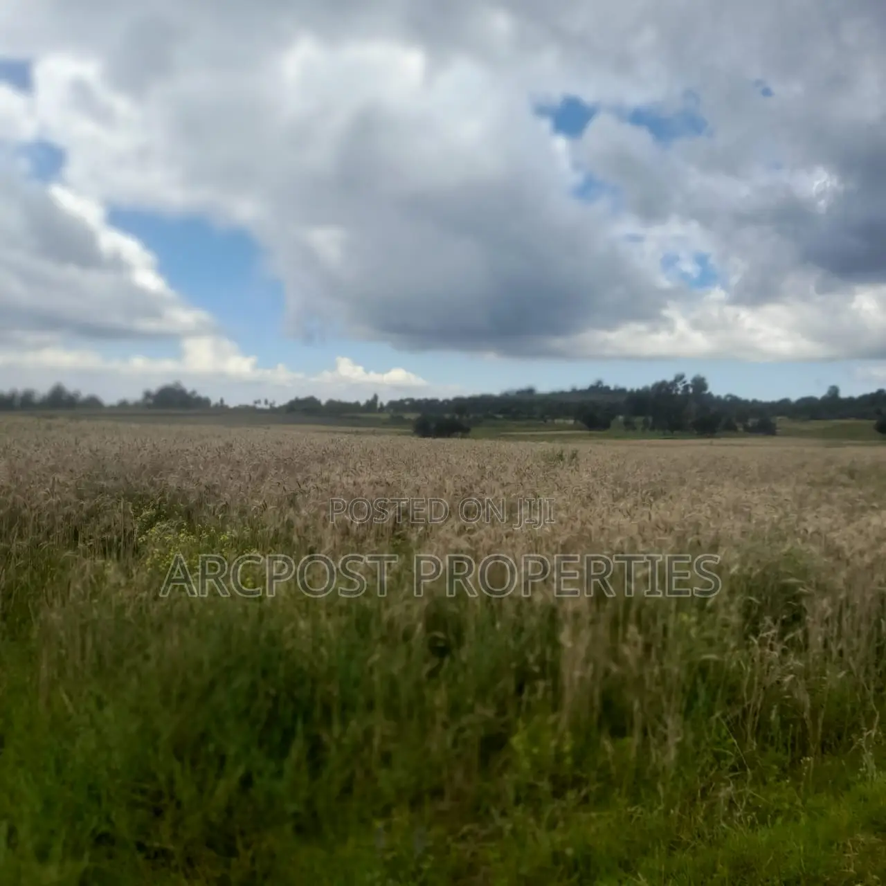12 Acres for Sale in Ex-Lewa With View of Mount Kenya in Timau