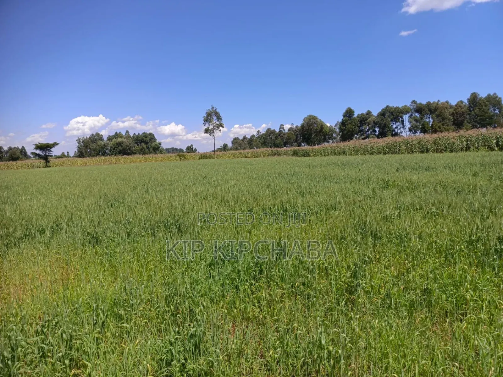 40 Acres Primeland for Sake in Merewet Eldoret in Kuinet