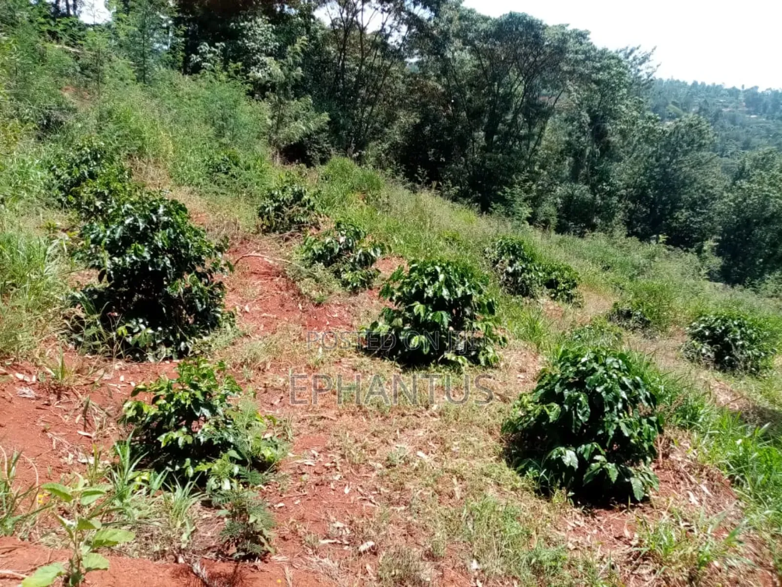 6.5 Acres Land With a 4 Bedroom House for Sale in Gatitu