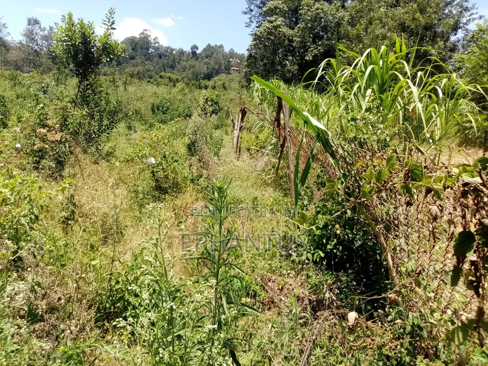 6.5 Acres Land With a 4 Bedroom House for Sale in Gatitu