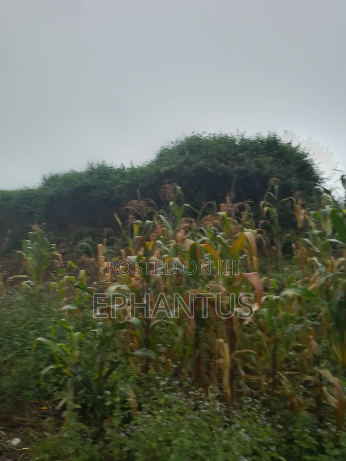 3 Ares Land for Sale in Runda in Runda