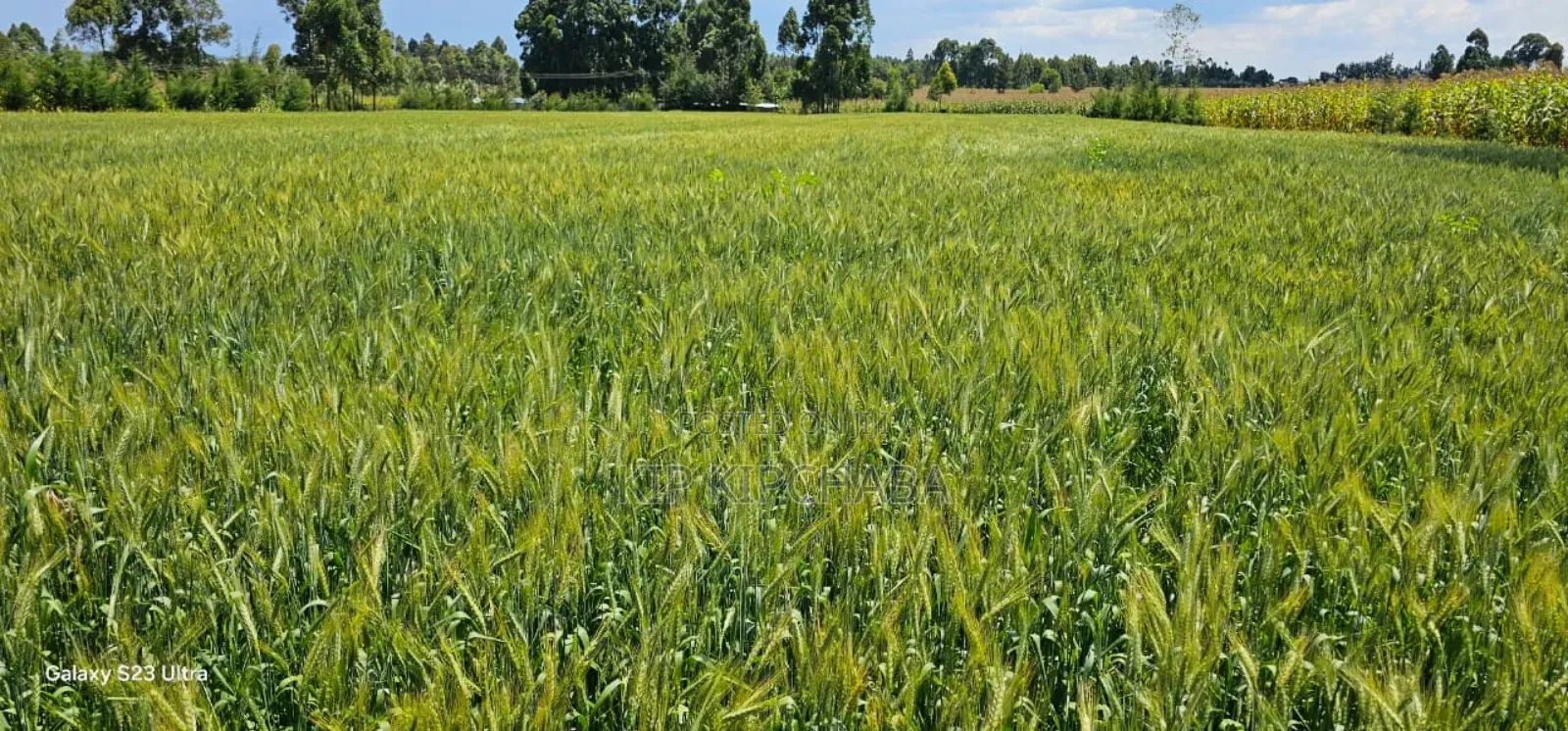 2.5 Acres Fully Arable for Sale in Kiplombe in Eldoret Kiili in Kiplombe