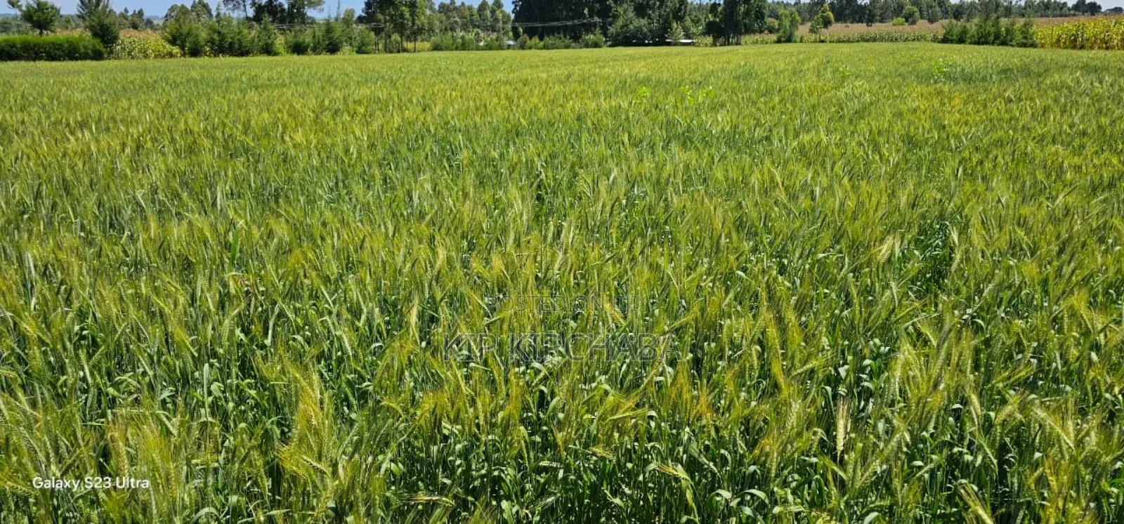 2.5 Acres Fully Arable for Sale in Kiplombe in Eldoret Kiili in Kiplombe