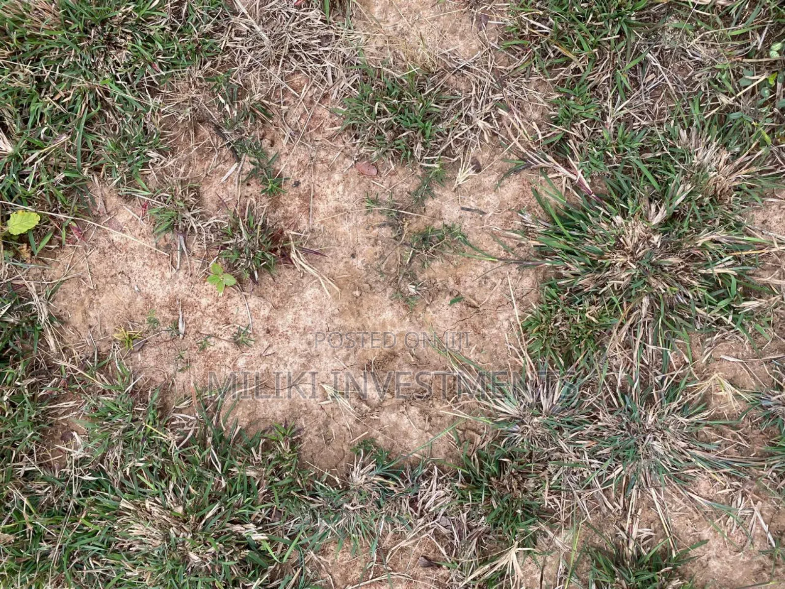 50 by Plots on Sale at Ngoliba. in Ngoliba
