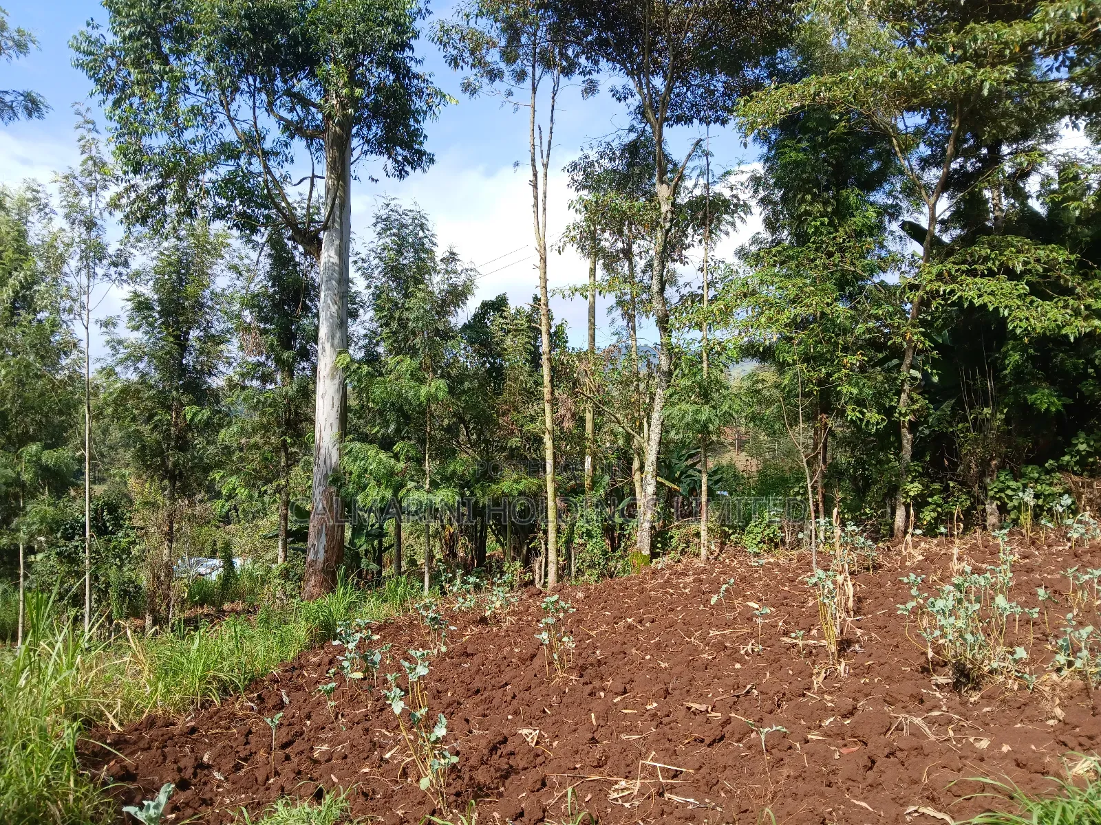 Prime Redsoil Quarter Acre Plot in Kahara, Ngong in Matasia