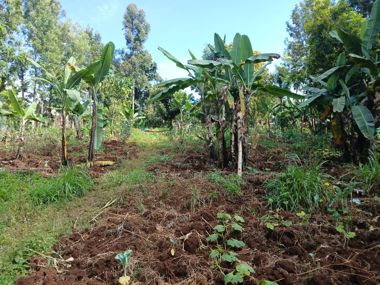 Prime Redsoil Quarter Acre Plot in Kahara, Ngong in Matasia