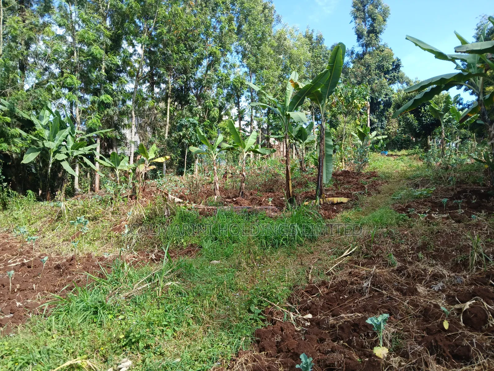 Prime Redsoil Quarter Acre Plot in Kahara, Ngong in Matasia