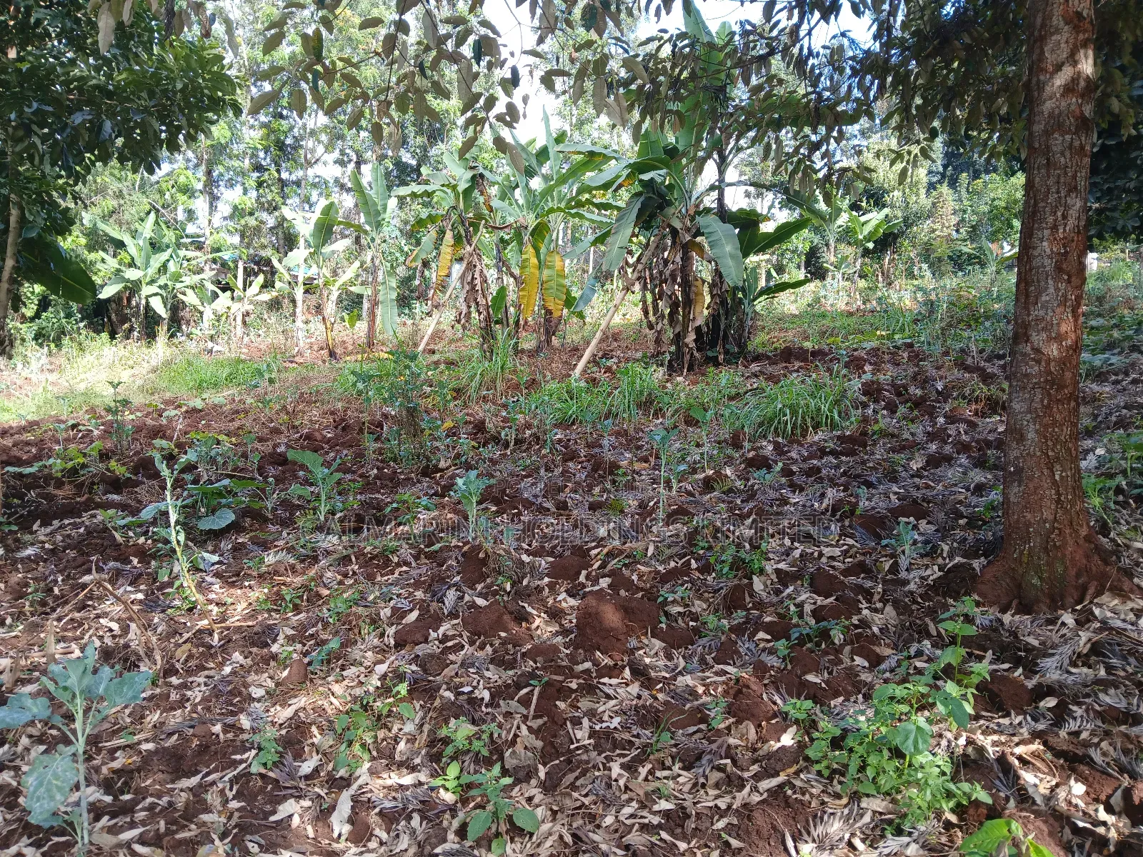 Prime Redsoil Quarter Acre Plot in Kahara, Ngong in Matasia