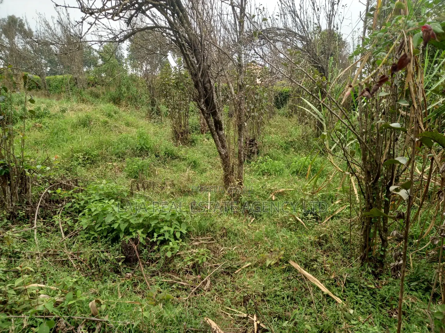 Limuru Plot for Sale in Limuru