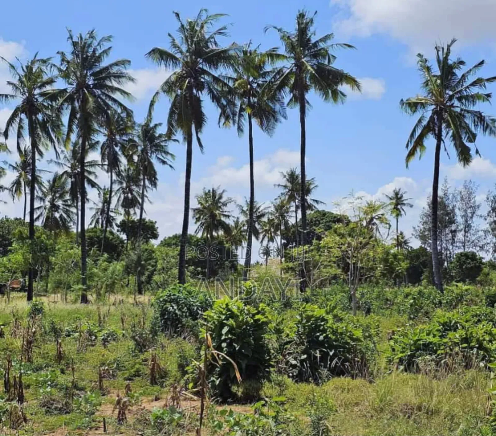 Chumani, Kilifi Plots for Sale in Tezo