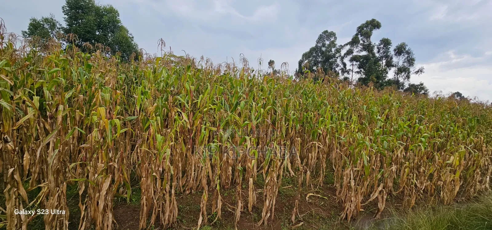 Prime 3⁄4 Plot for Sale in Royalton Eldoret in Racecourse