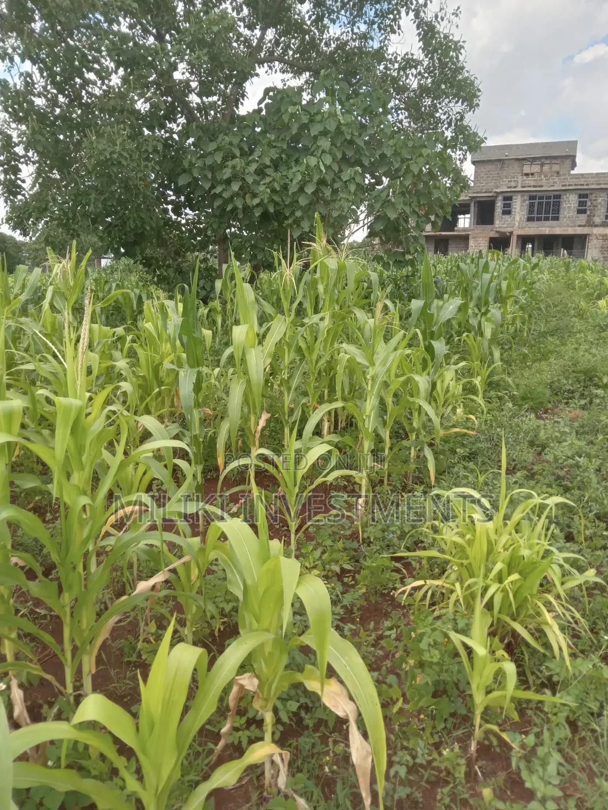 Quarter an Acre on Sale at Thika Greens Estate in Thika