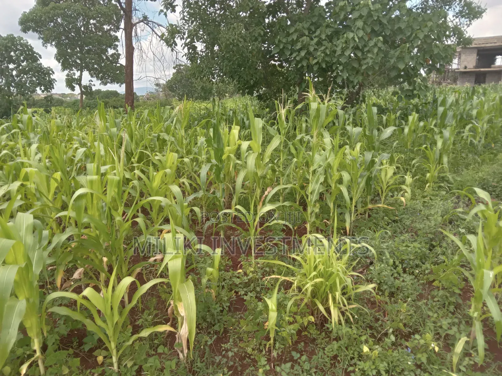Quarter an Acre on Sale at Thika Greens Estate in Thika