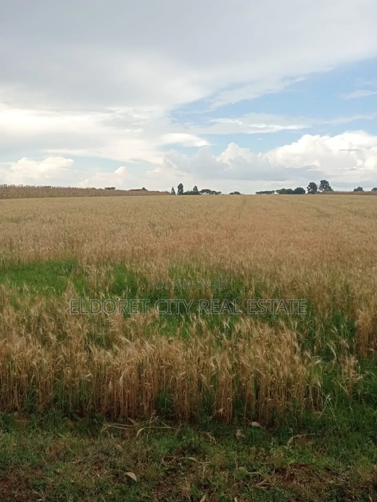 4 Acres Kaprobu 3.5km From Tarmac in Kapsuswa