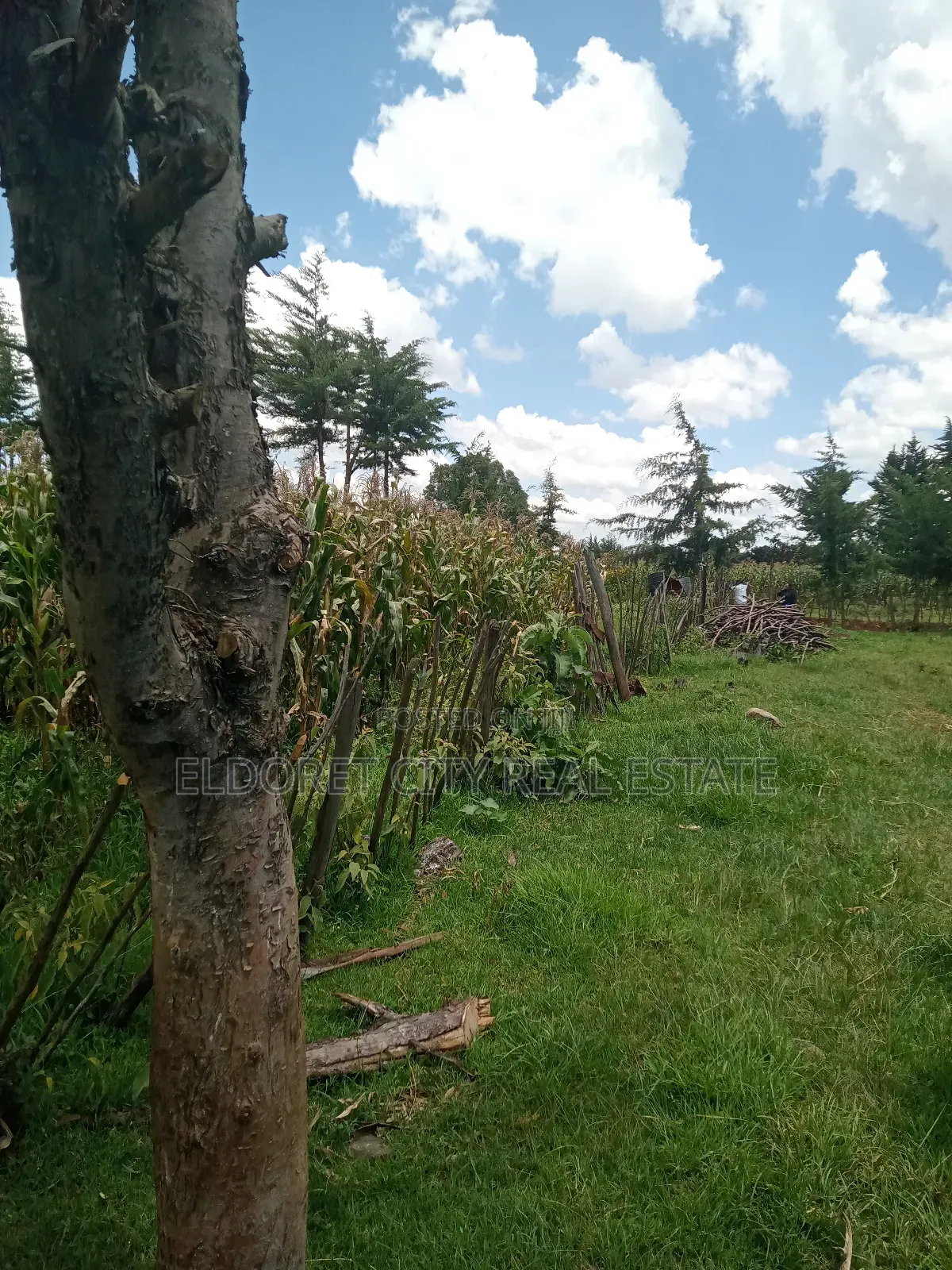 21 Acres on Sale Talnget After Ilula. in Kapsuswa