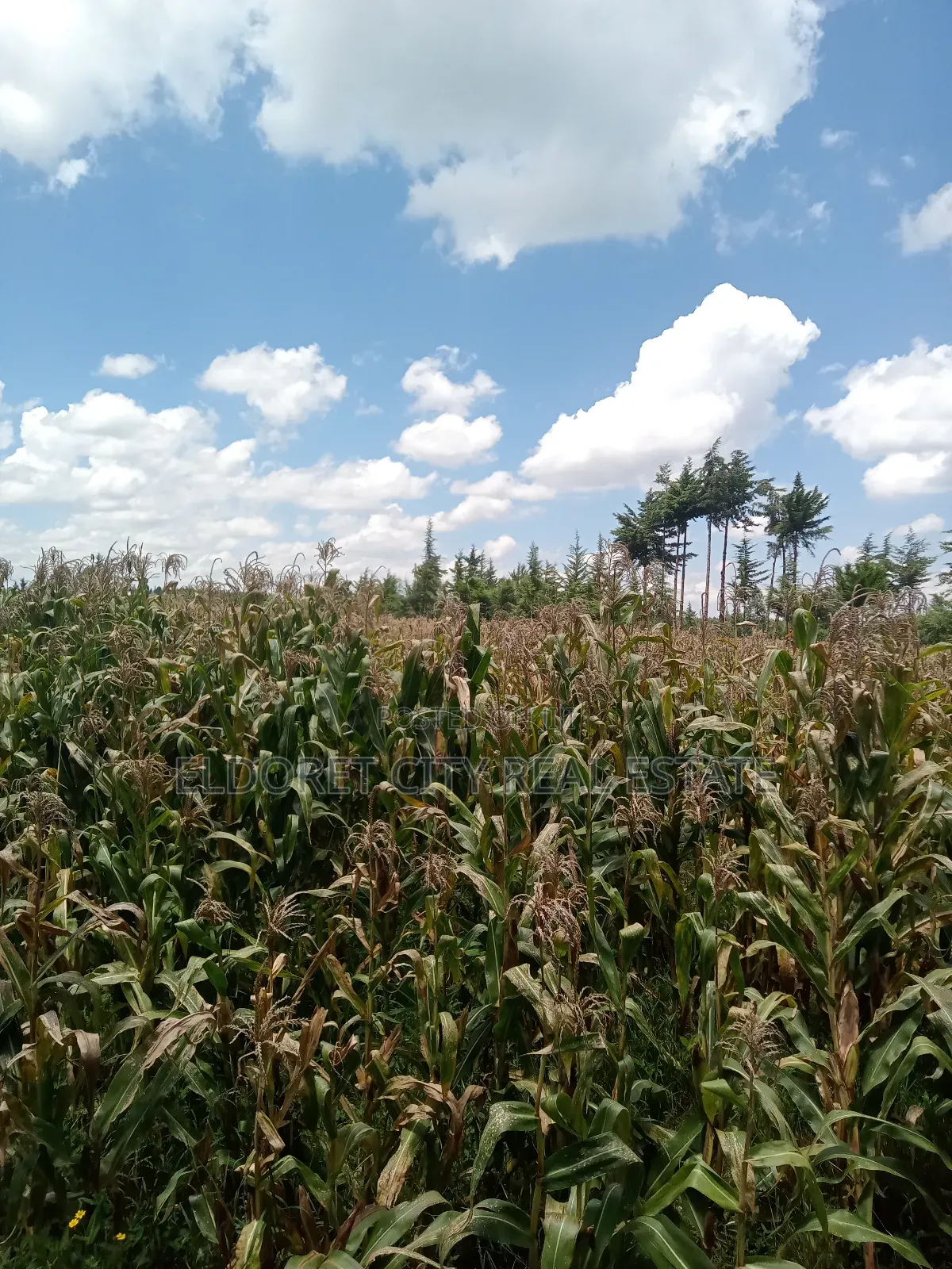 21 Acres on Sale Talnget After Ilula. in Kapsuswa