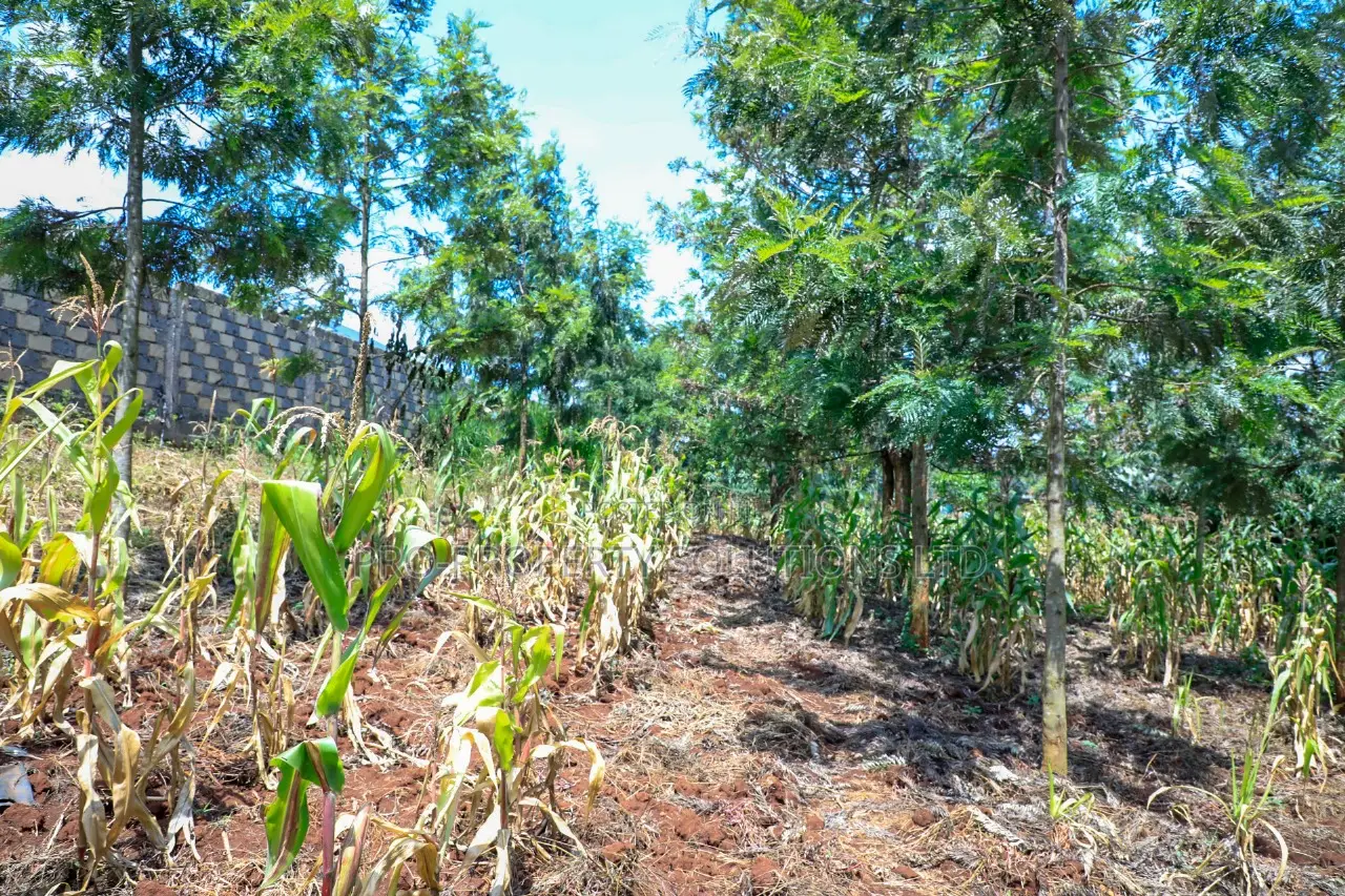 Prime 1/4-Acre Residential Plot for Sale Kikuyu, Thamanda in Kikuyu
