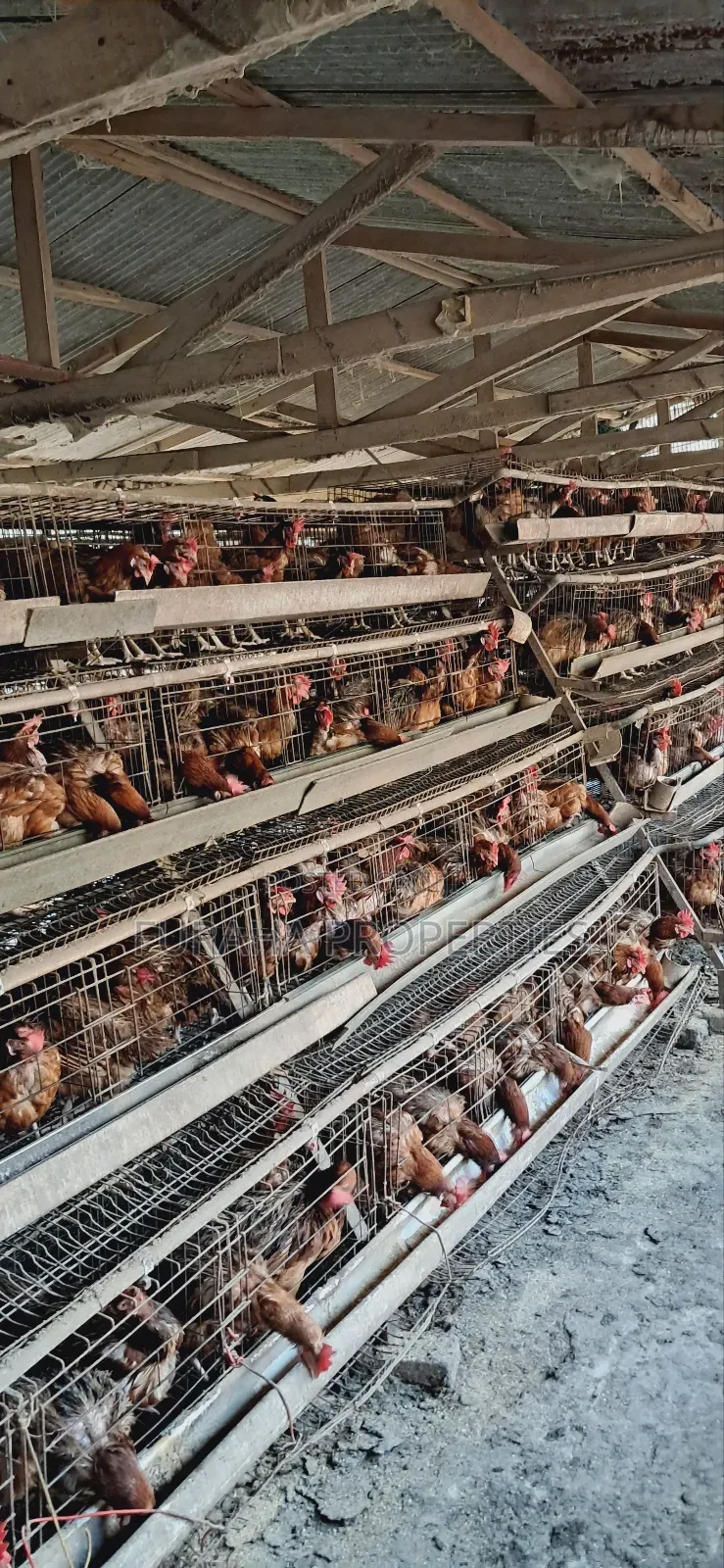 For Sale 3 Acres Poultry Farm Kikambala in Kikambala