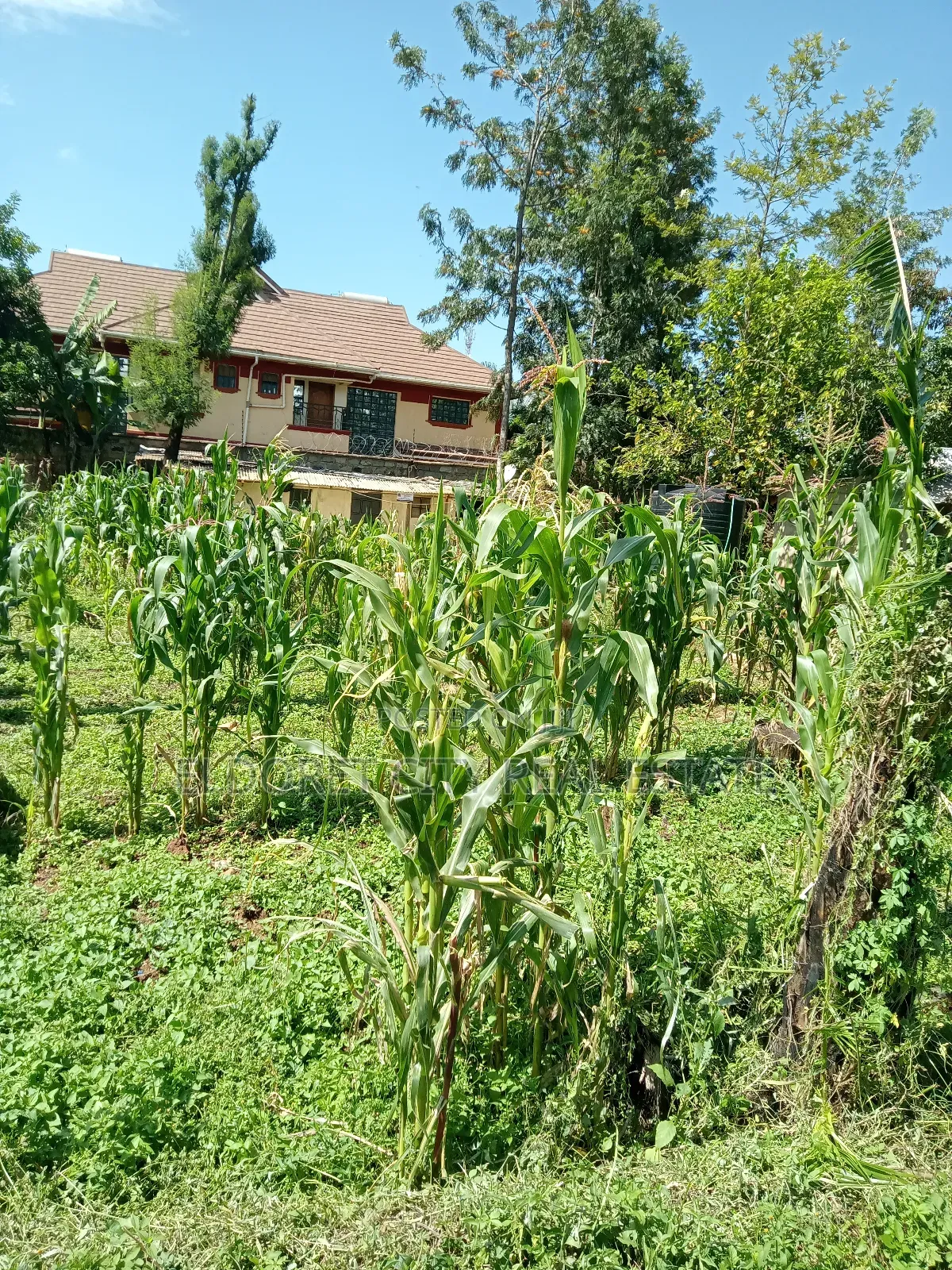 1/2 Acre Elgonview With 3 Bedroom House With Title. in Kapsuswa