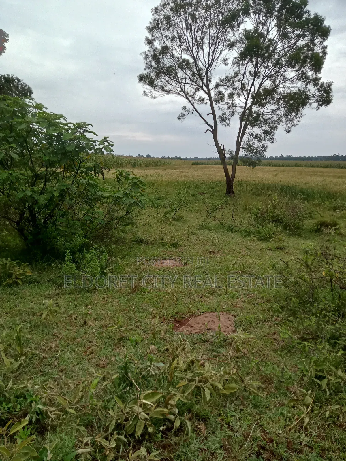 2 Acres Chepkanga 5km Inside With Title in Kapsuswa