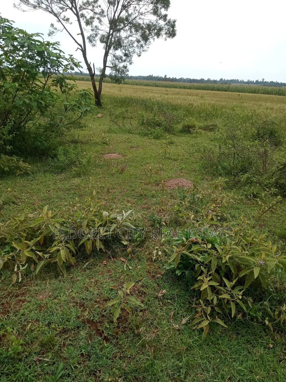 2 Acres Chepkanga 5km Inside With Title in Kapsuswa
