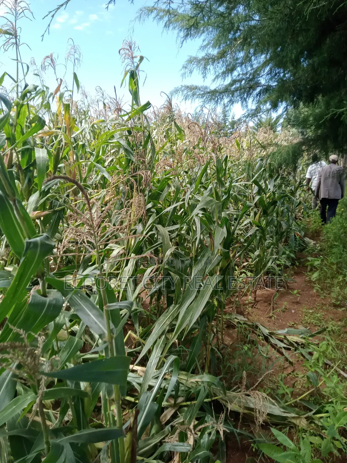 5 Acres Moiben After Tugen Estate in Kapsuswa