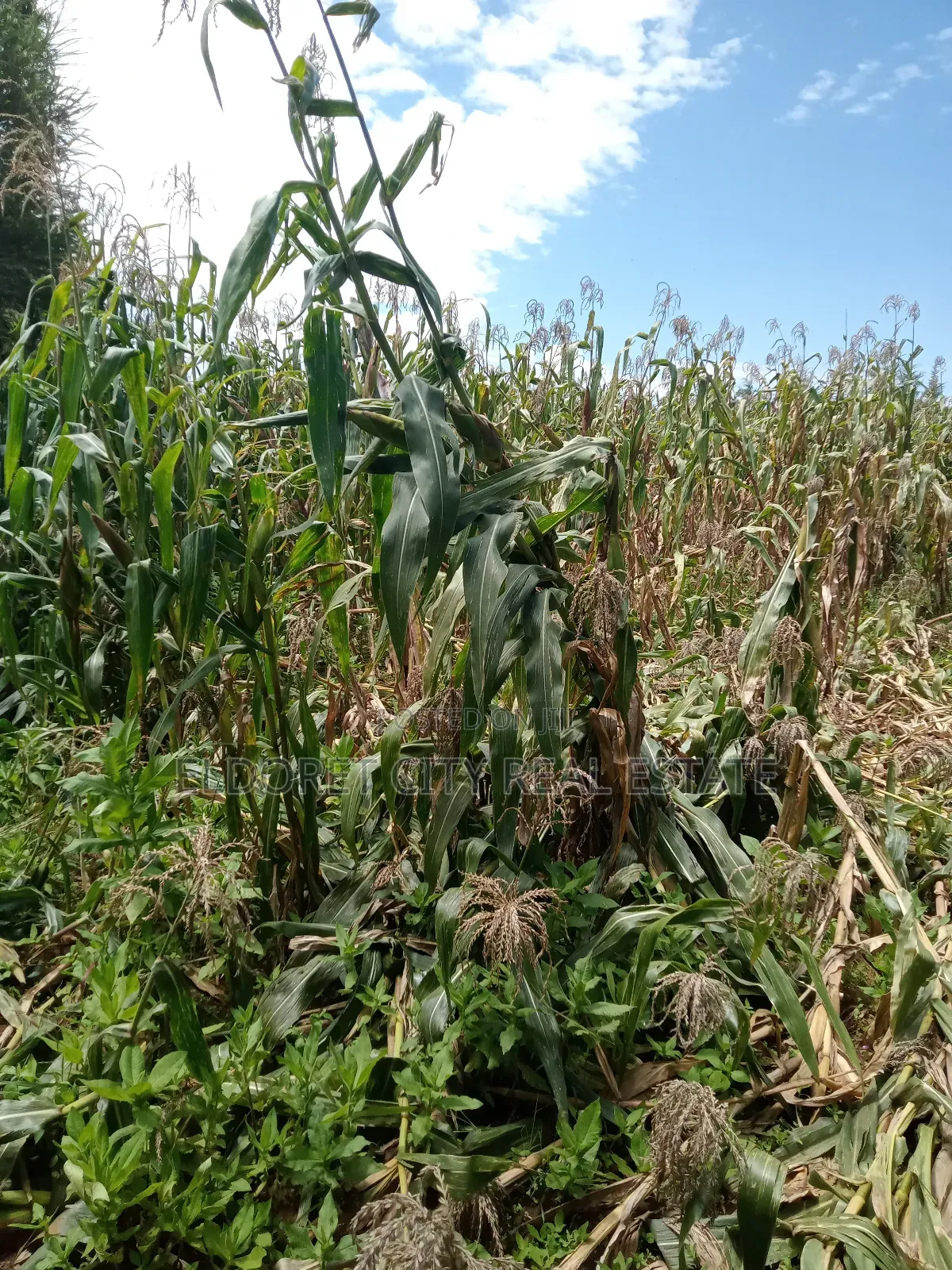 5 Acres Moiben After Tugen Estate in Kapsuswa