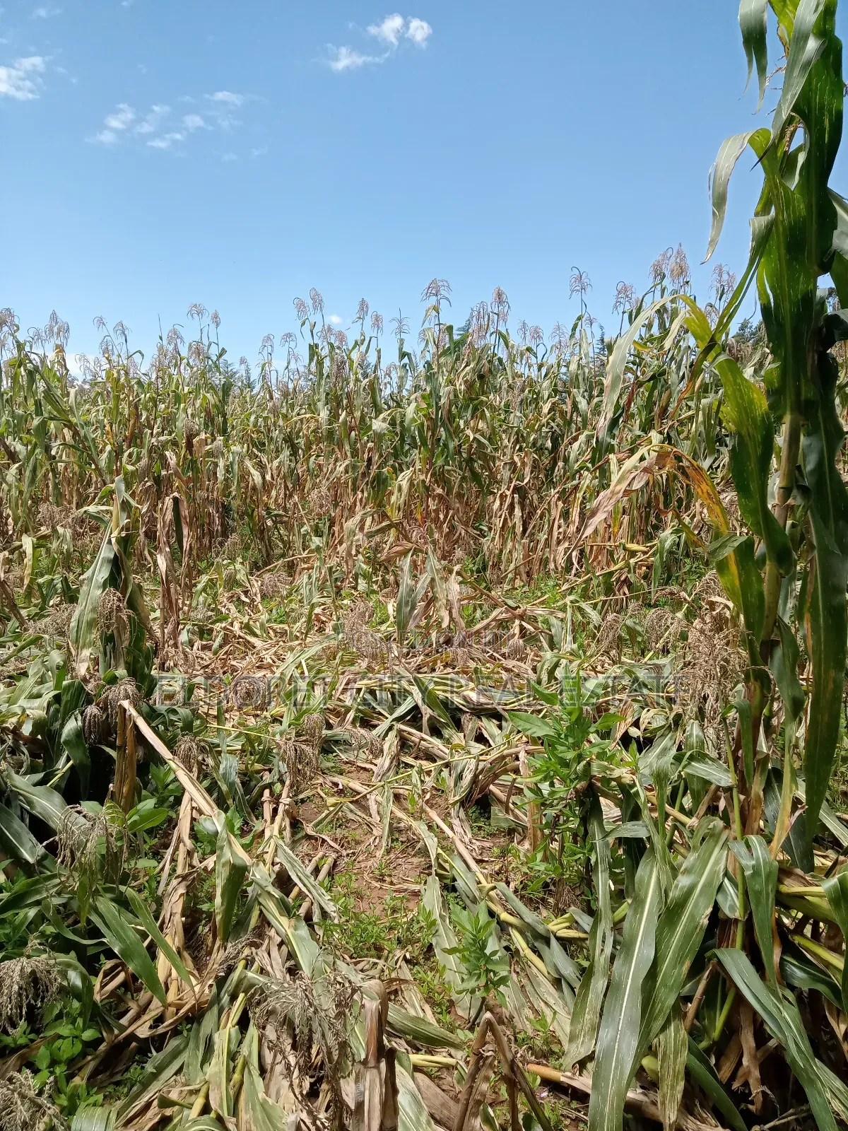 5 Acres Moiben After Tugen Estate in Kapsuswa