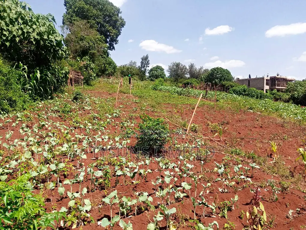 Spacious 0.5 Acre Land for Sale in Thome - Seize the Opportunity! in Thome