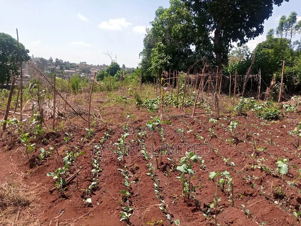 Spacious 0.5 Acre Land for Sale in Thome - Seize the Opportunity! in Thome