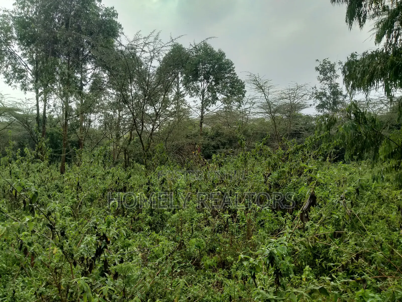Quarter Acre Plot in Ongata Rongai, Acacia Along Merisho Rd in Ongata Rongai