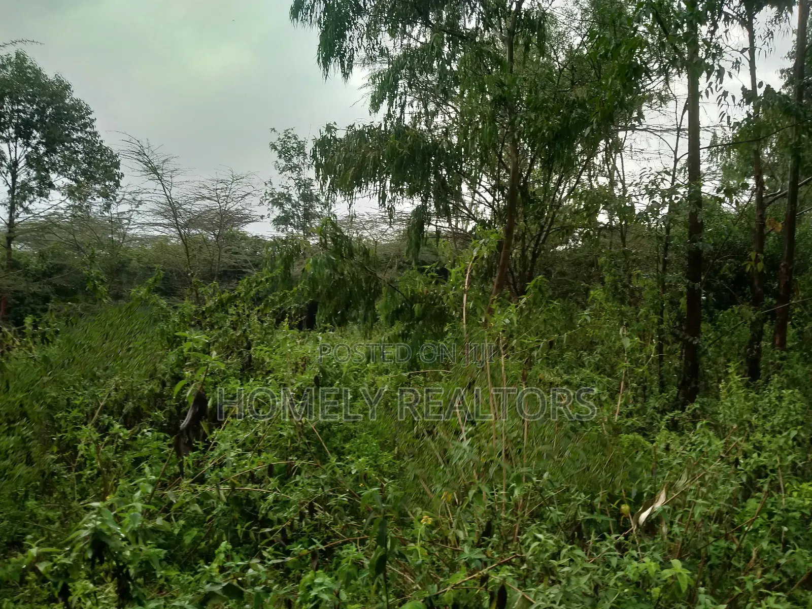 Quarter Acre Plot in Ongata Rongai, Acacia Along Merisho Rd in Ongata Rongai
