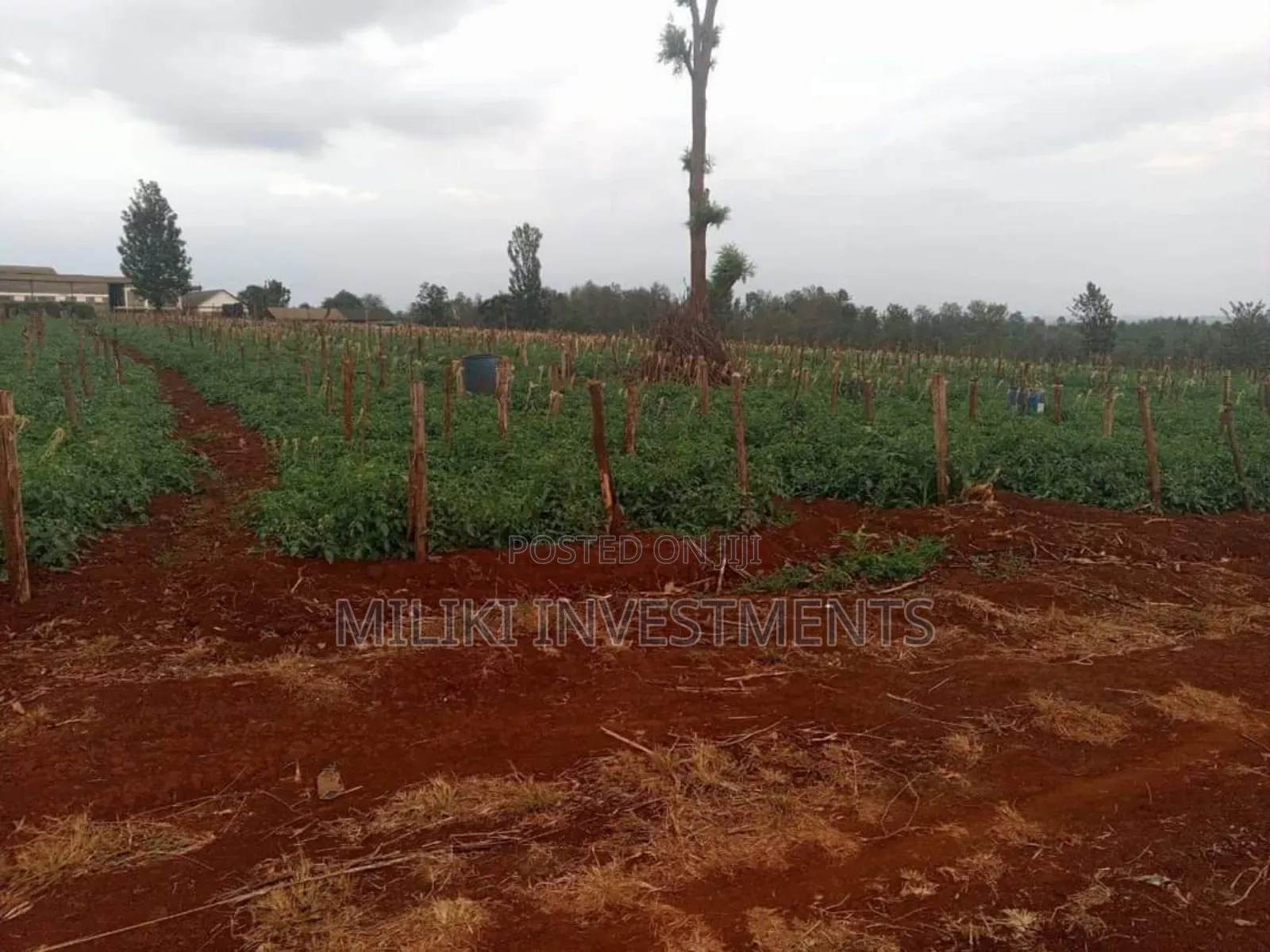 30 Acres on Sale at Maragua in Kamahuha