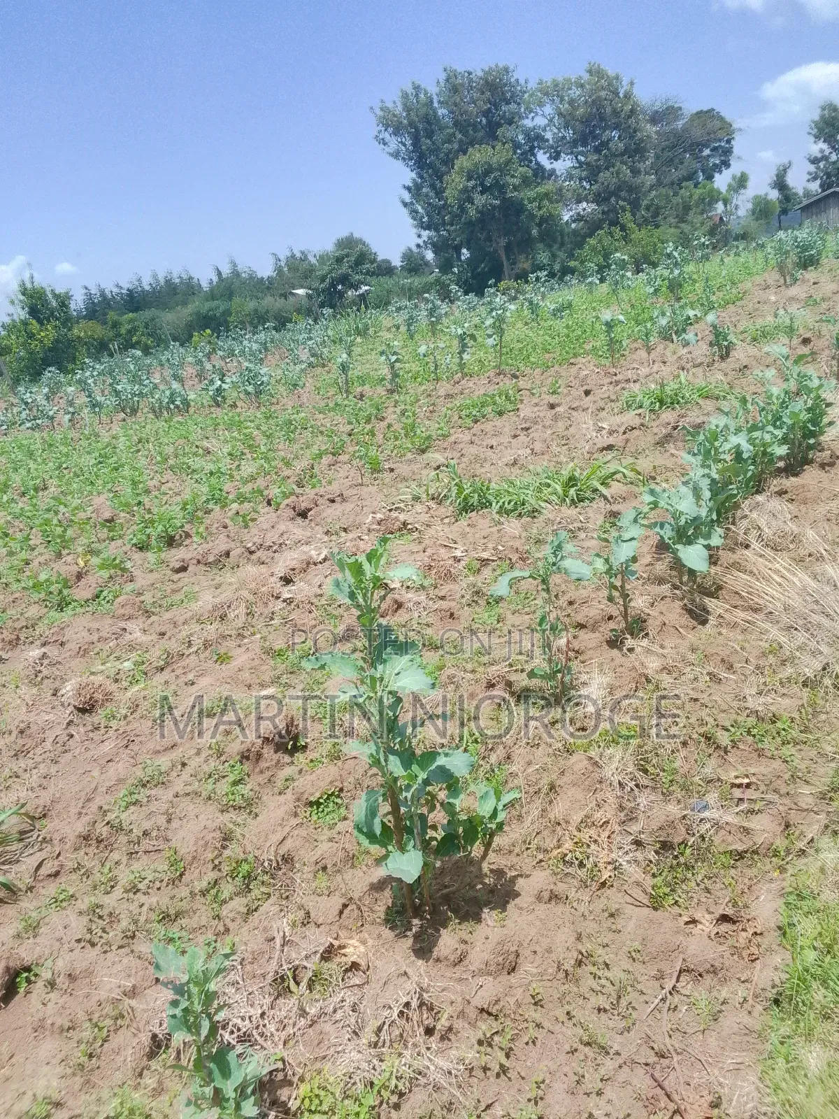 3.5 Acres Nyamathi, Naivasha in Naivasha East