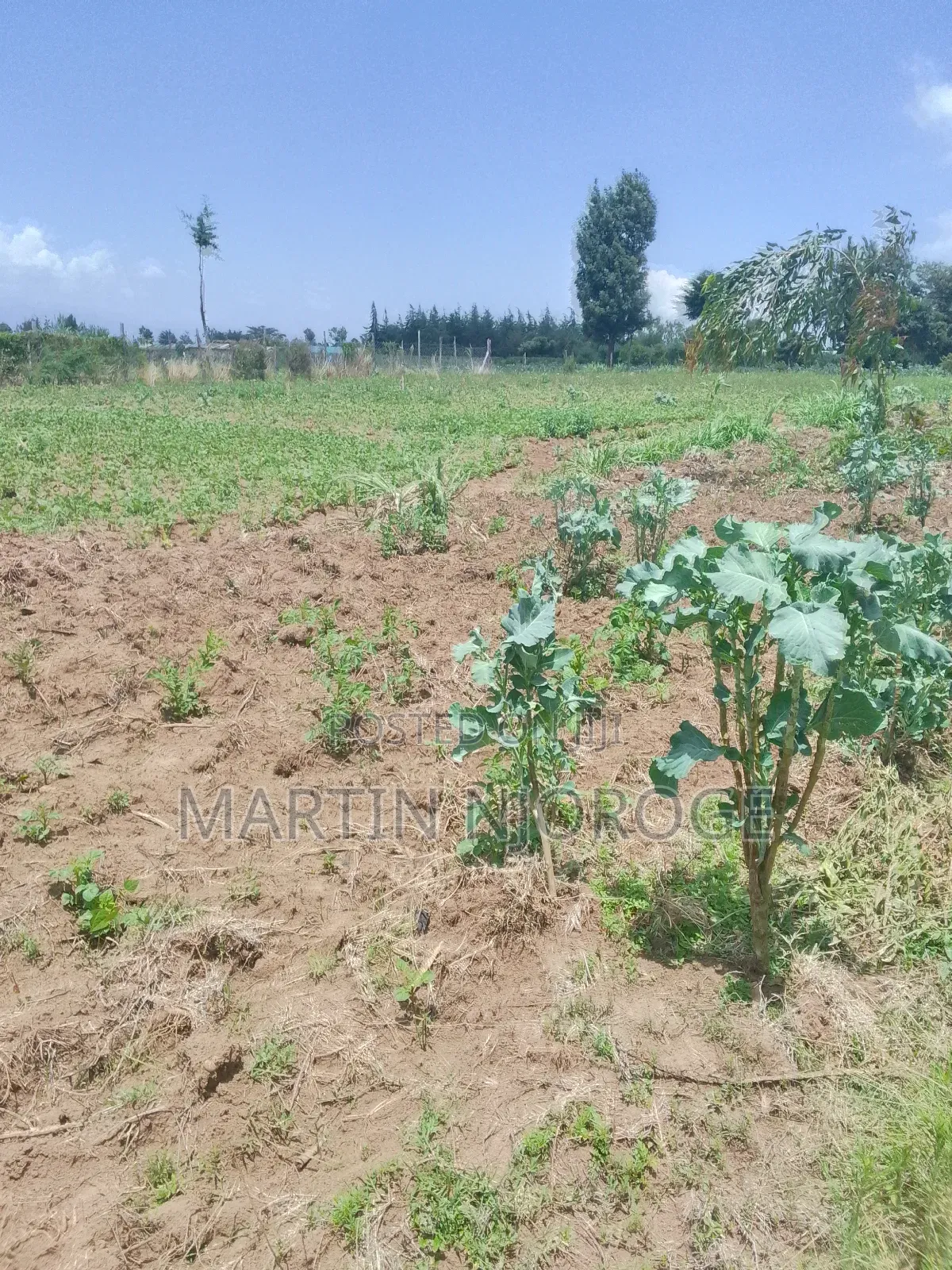 3.5 Acres Nyamathi, Naivasha in Naivasha East
