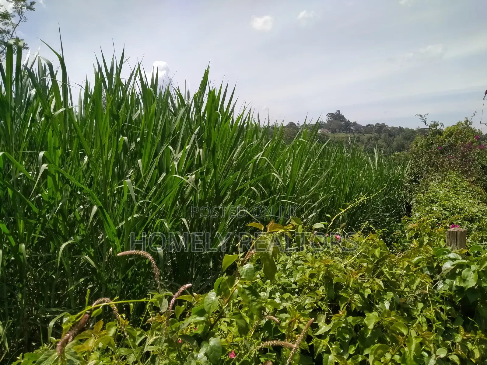 Quarter Acre Red Soil Plot in Ngong, Bondeni. Ready to Build in Ngong
