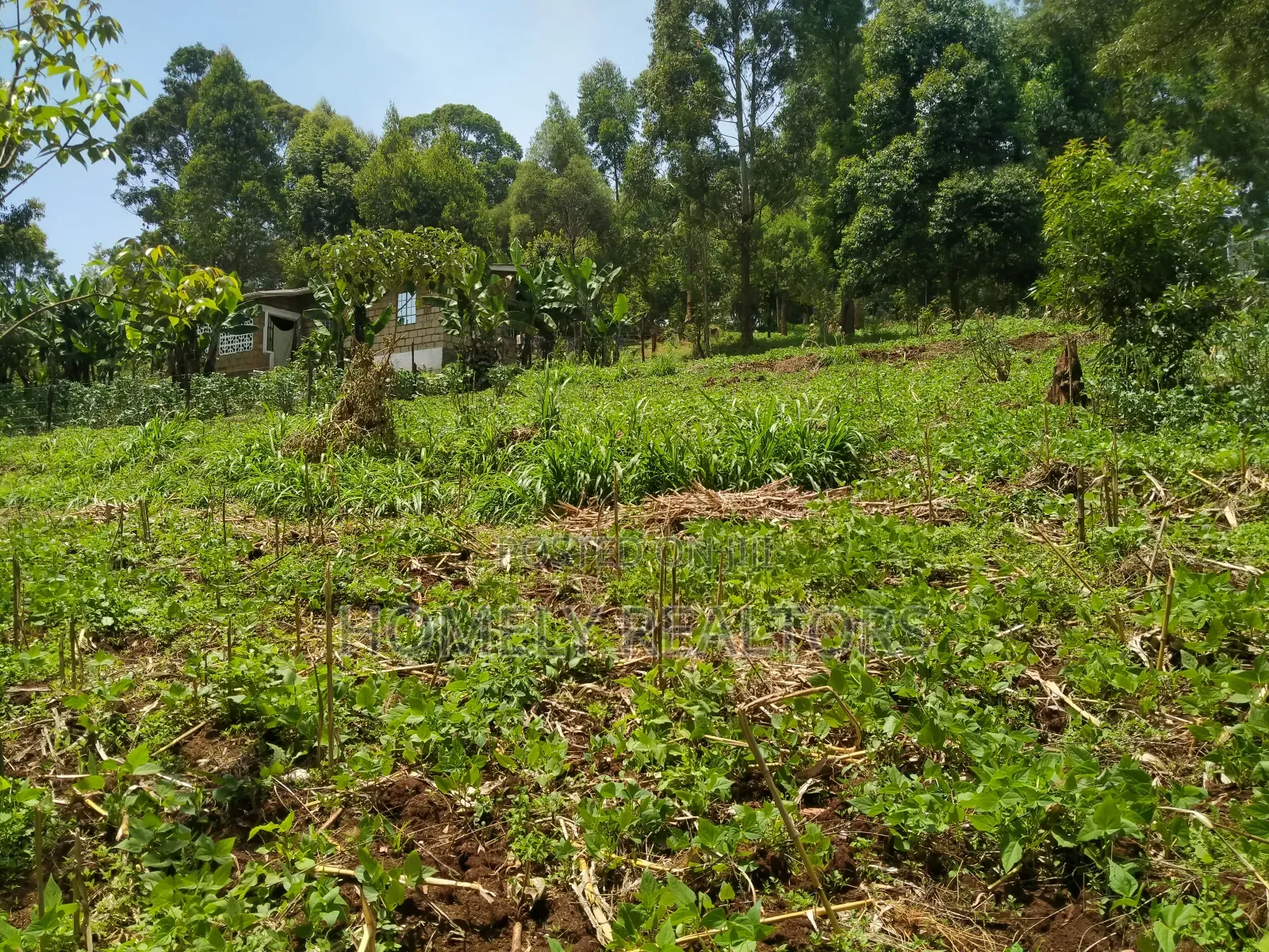 Quarter Acre Plot in Bondeni, Ngong Along Masai Rd. Red Soil in Ngong