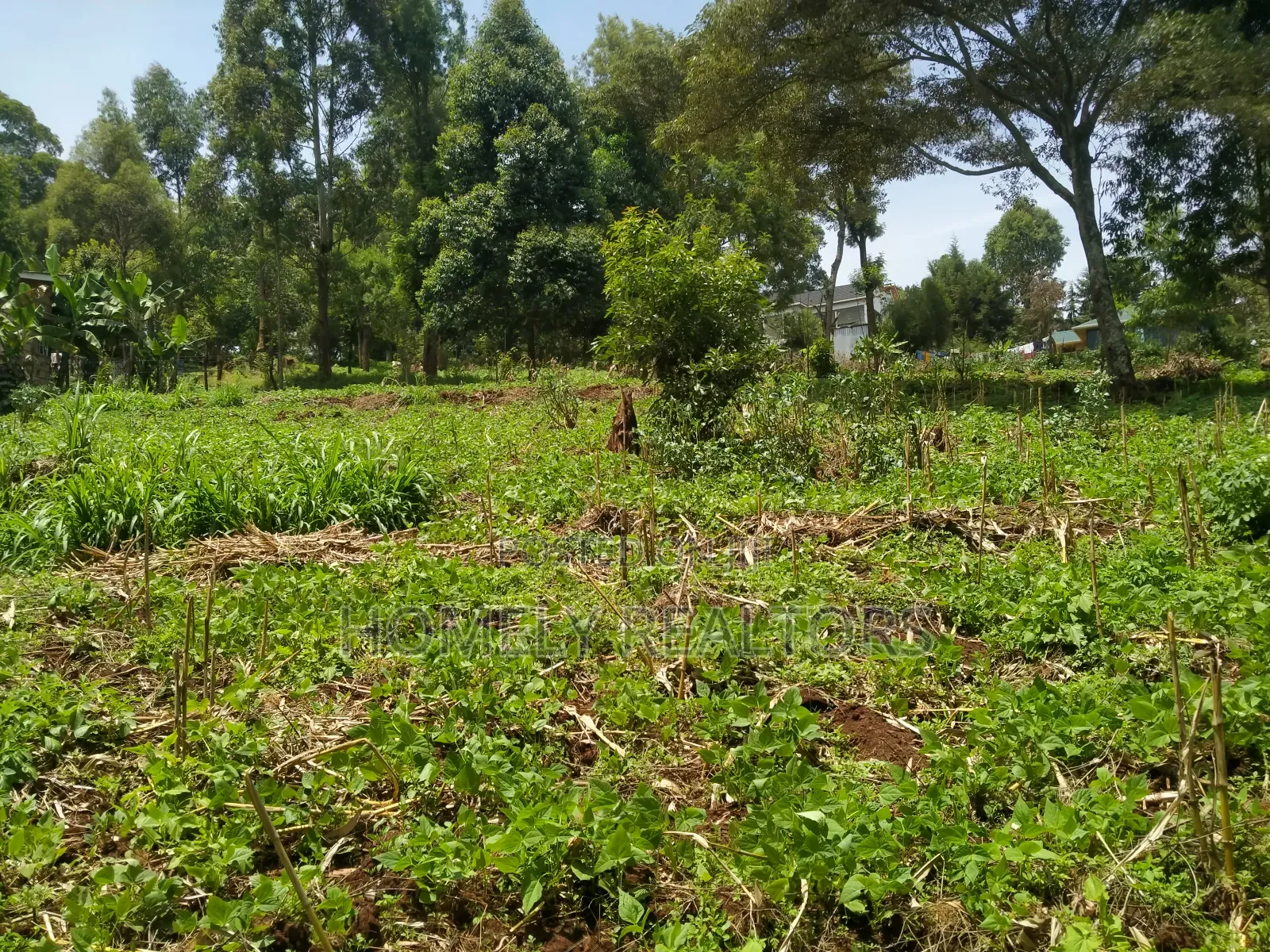 Quarter Acre Plot in Bondeni, Ngong Along Masai Rd. Red Soil in Ngong