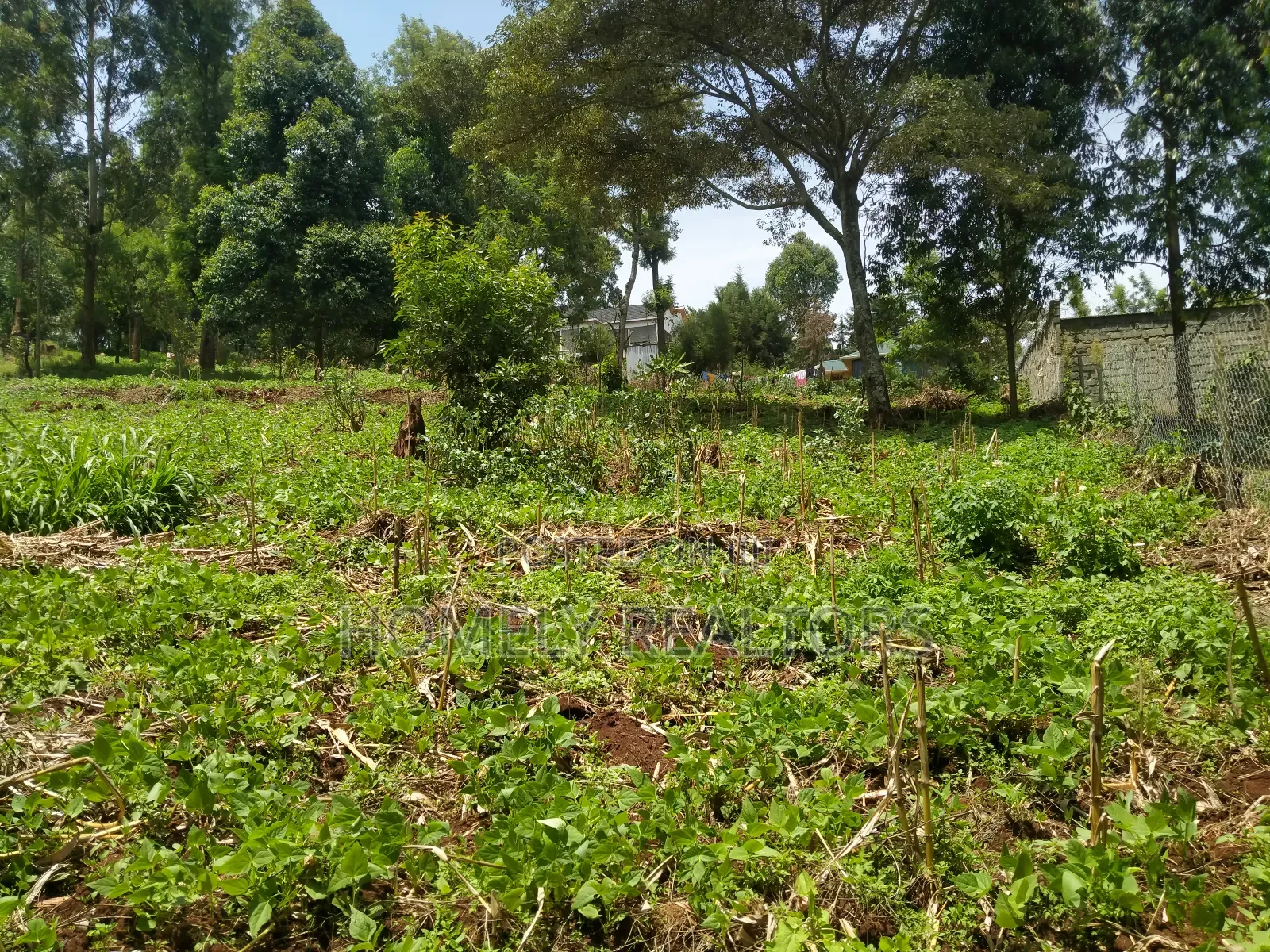 Quarter Acre Plot in Bondeni, Ngong Along Masai Rd. Red Soil in Ngong