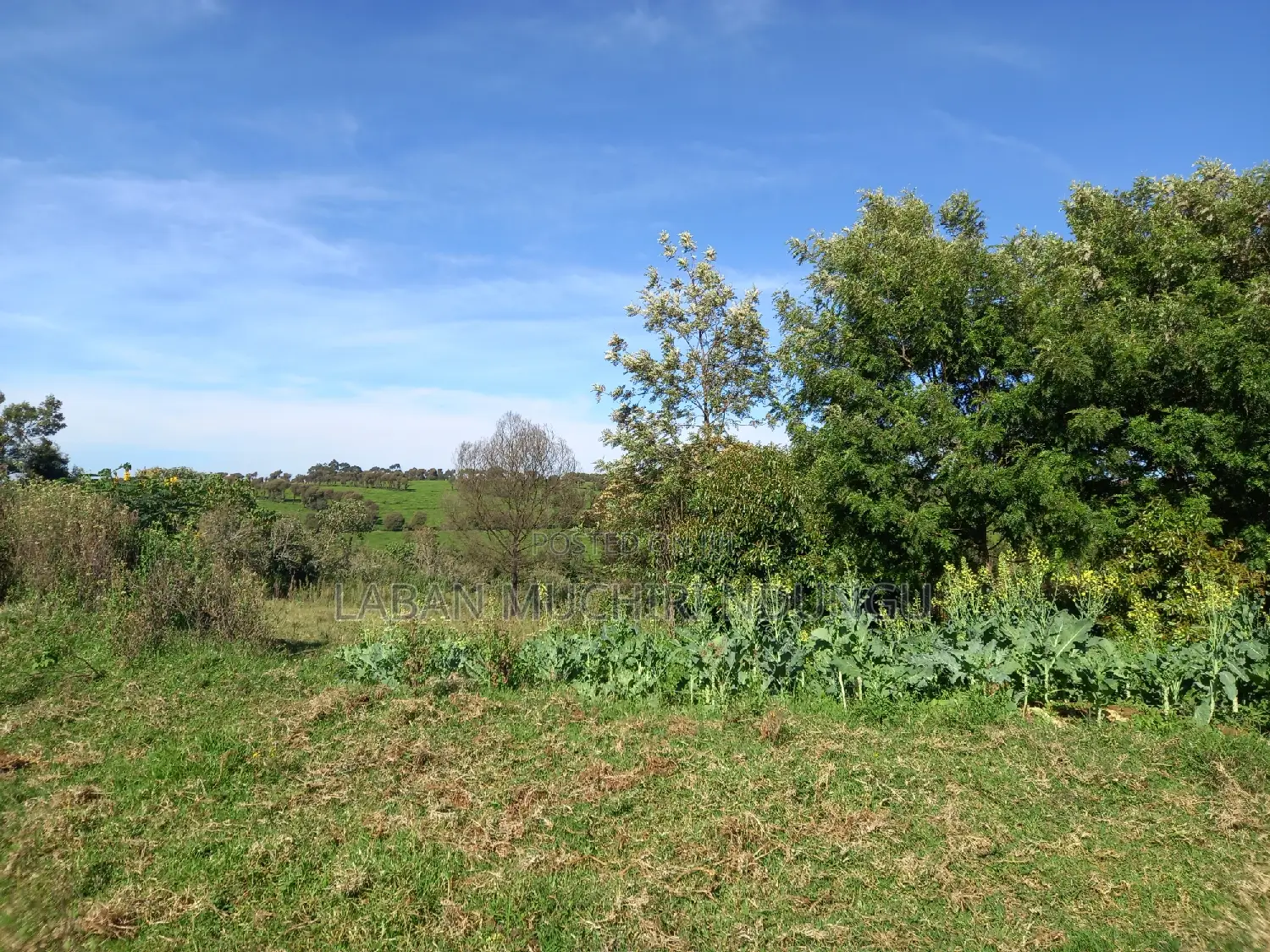 Scenic Land for a Home in Tigoni