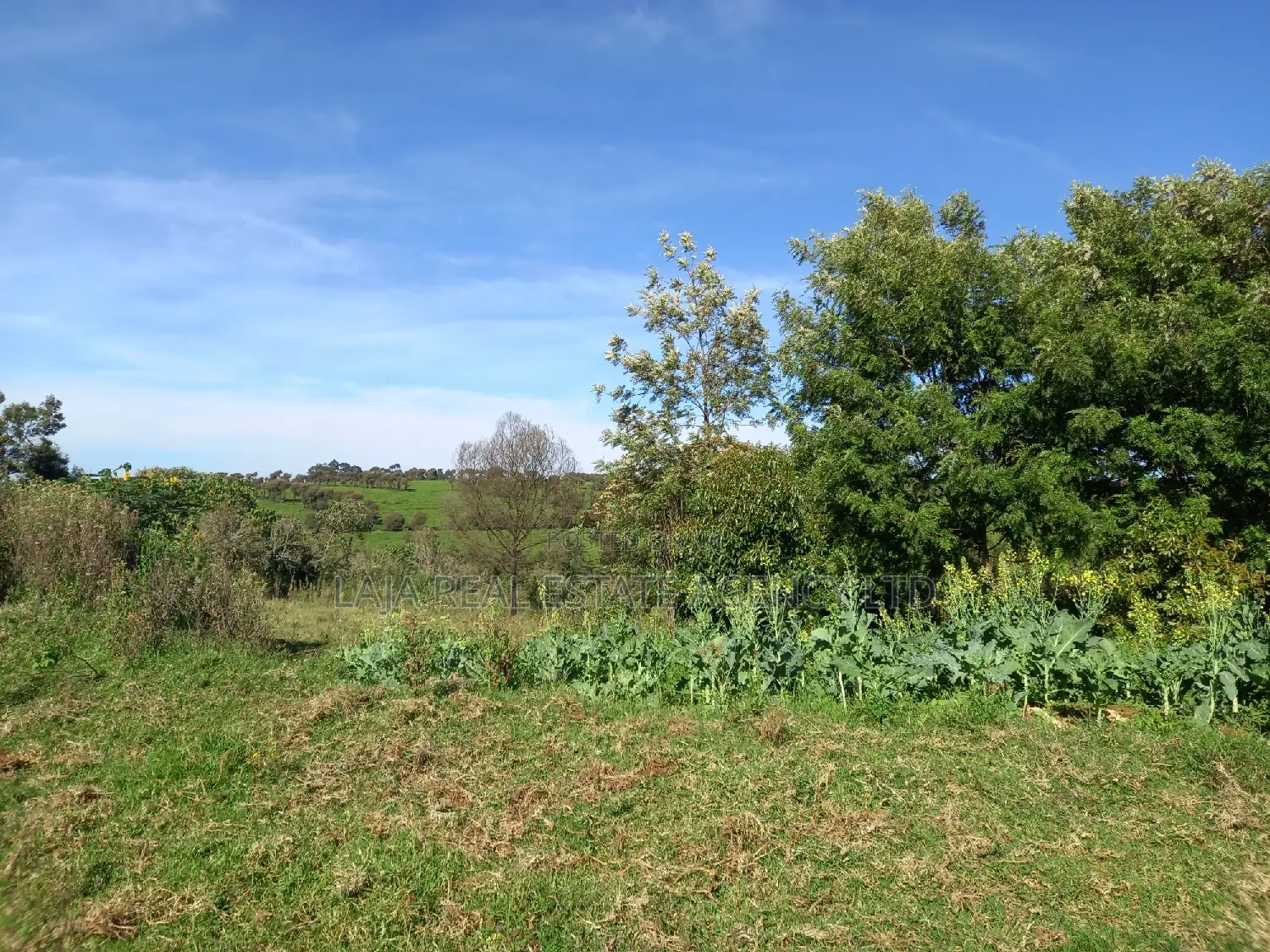 Tigoni Highlands Sale in Tigoni