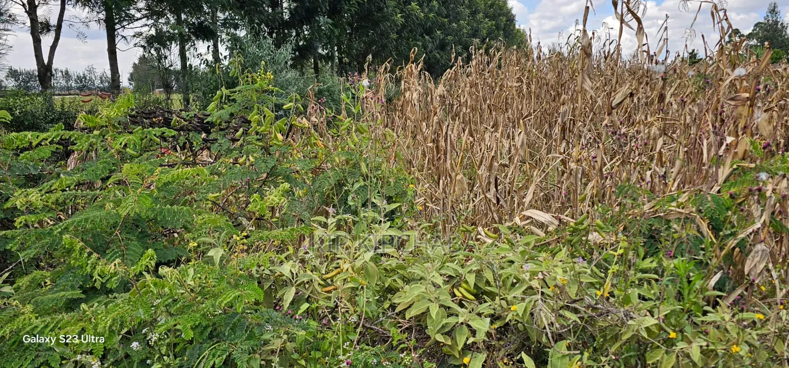 1⁄8 Plot for Sale in Soy Eldoret Off Navilas in Illula