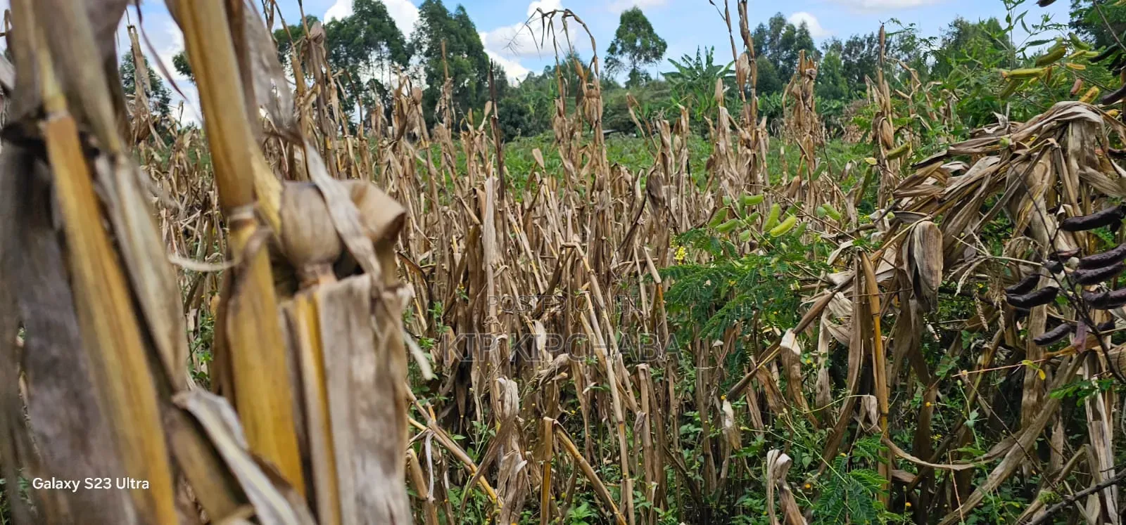 1⁄8 Plot for Sale in Soy Eldoret Off Navilas in Illula
