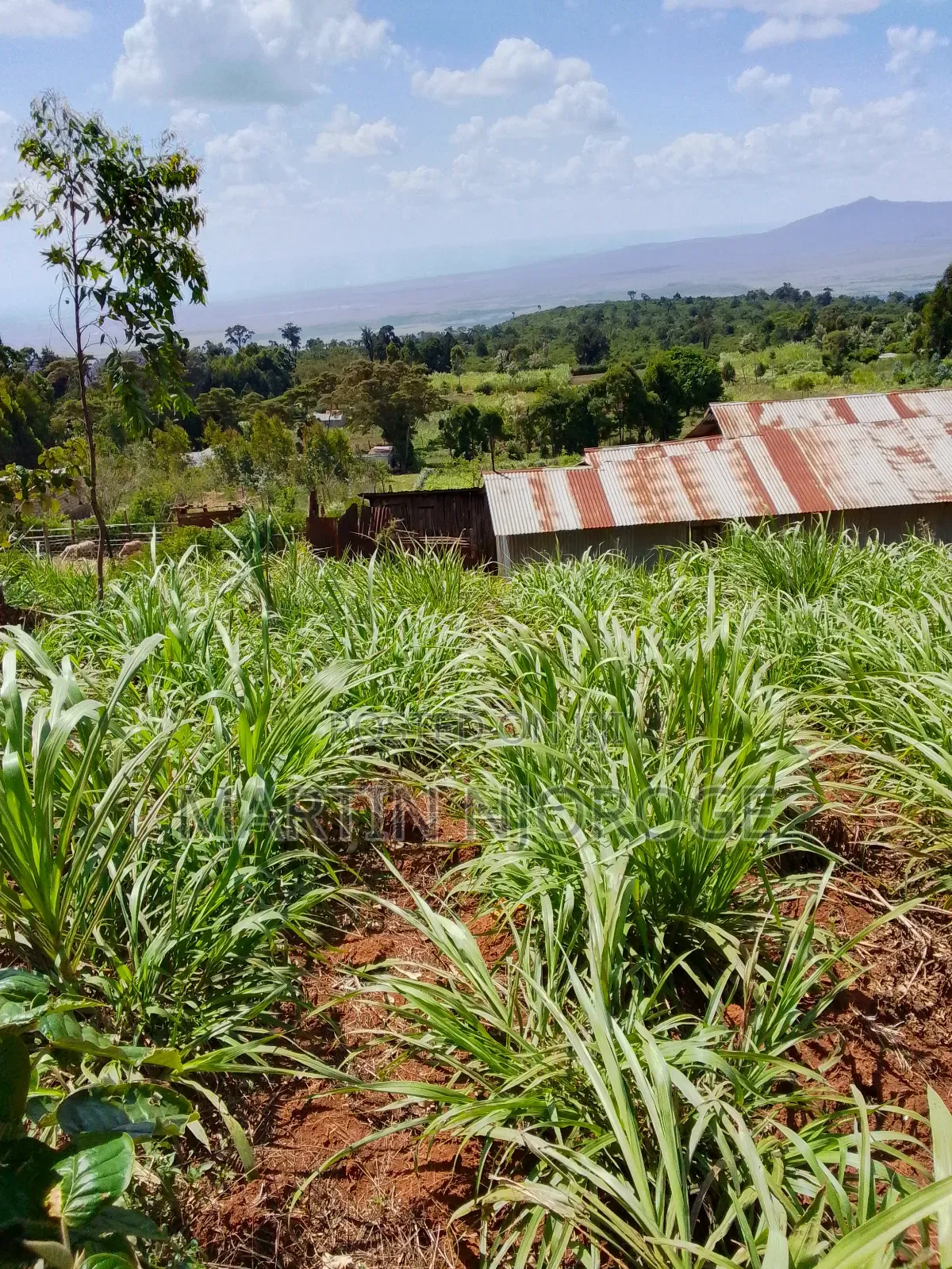 1 Acre Uplands, Gitithia in Lari/Kirenga