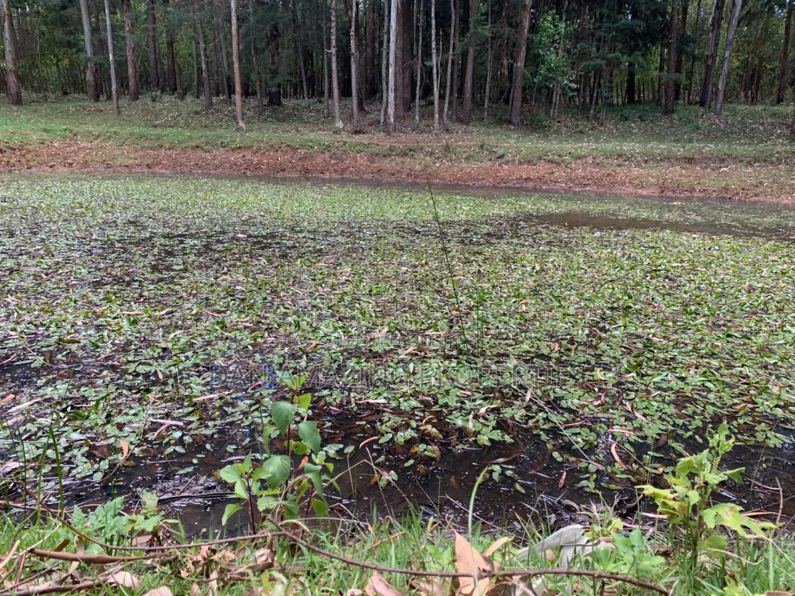 8.5 Acres in Nyandarua Matindiri Gwakiongo for Sale in Mirangine