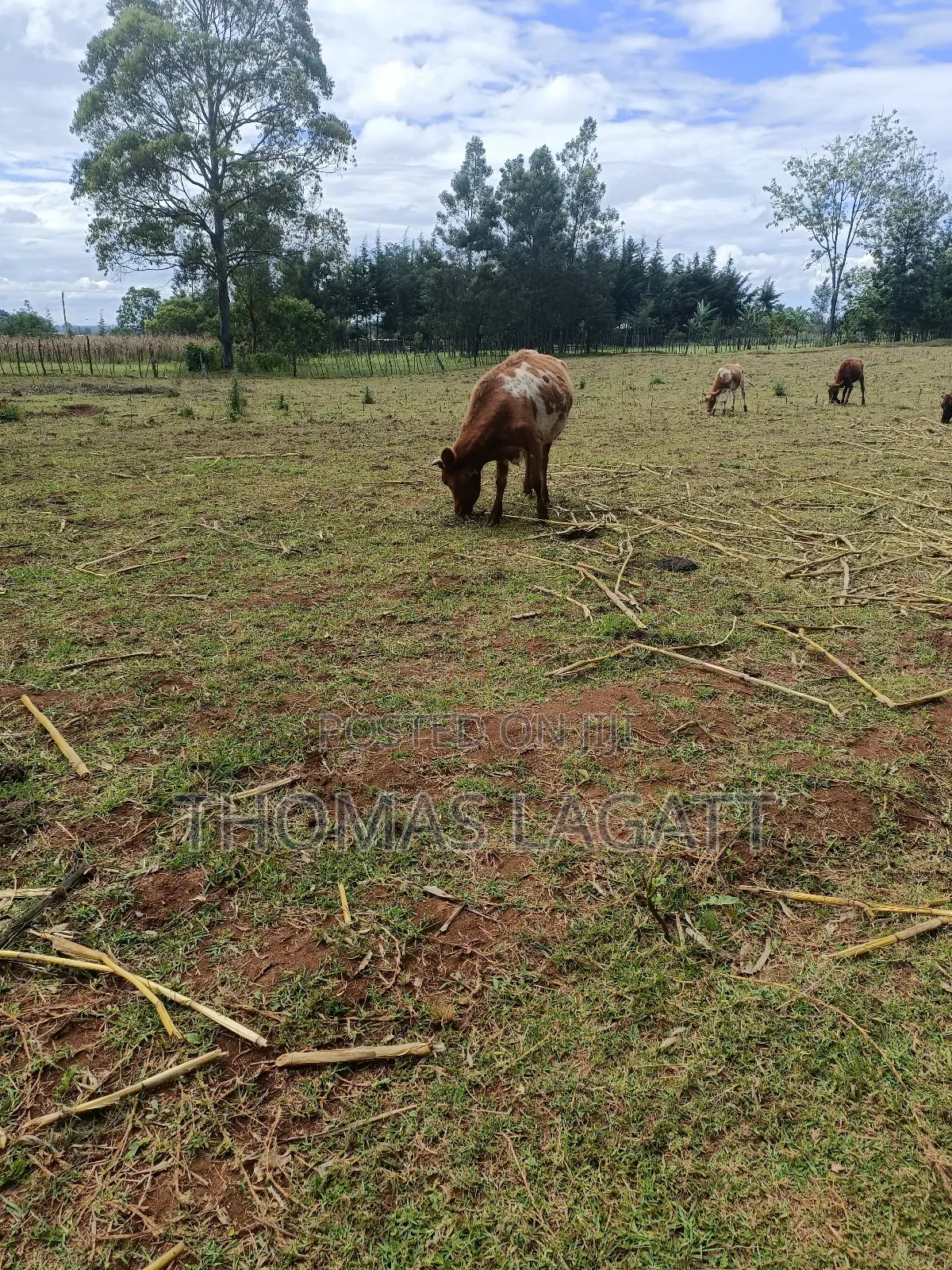 Eldoret 1⁄2 Acre Piece of Land on Sale at Eldoret OUTSPAN in Eldoret CBD